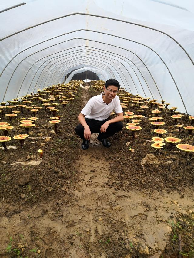 2021-2022年灵芝行业研究分析报告（二）灵芝种植区域研究分析