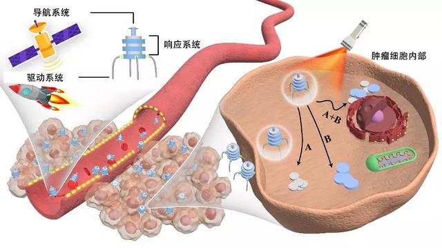 比“蚁人”还小的纳米机器人，正走在抗肿瘤的路上