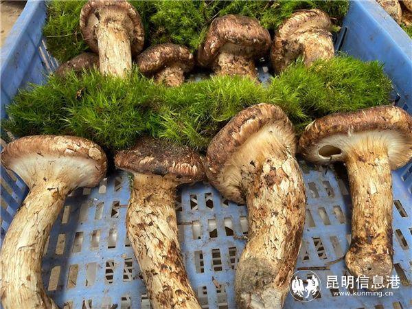 云南野生食用菌资源丰富 产品远销40多个国家和地区