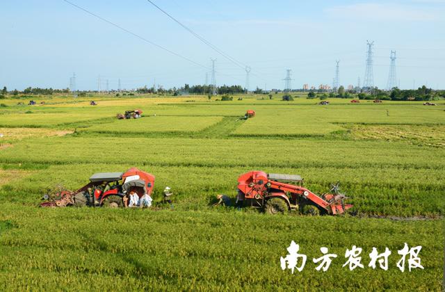 深读丨广东丝苗米端牢“一碗饭”