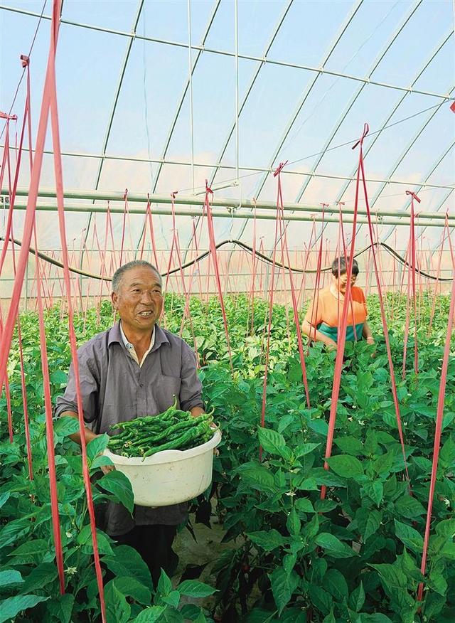 皋兰石洞镇阳洼窑村：产业兴 钱袋鼓 村民乐