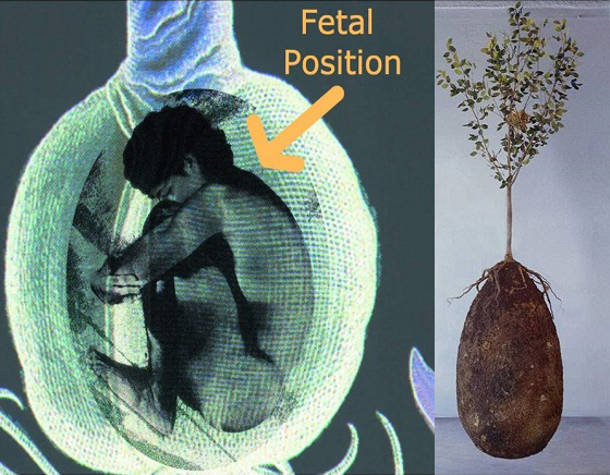 日本人将尸体或骨灰埋在树下？树葬已流行22年，正在迅速普及