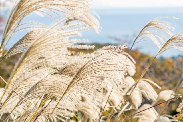 韩国和日本也过中秋节？细数中秋节的那点事