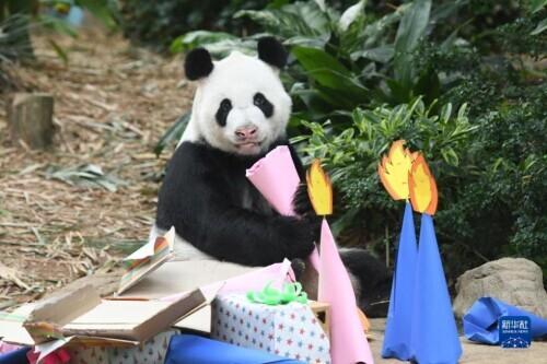 新加坡：为大熊猫“凯凯”庆生 并确定其幼崽为雄性