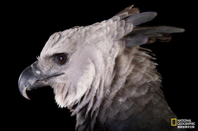 同样都是雕，差距咋那么大呢？