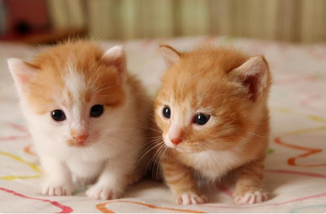 猫咪创下了哪些世界纪录，你知道吗