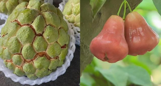 台湾莲雾、释迦转销日本？台专家：病急乱投医，或白白大撒币