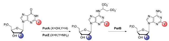 破解Z碱基合成途径背后的故事：JACS被拒辗转见刊Science