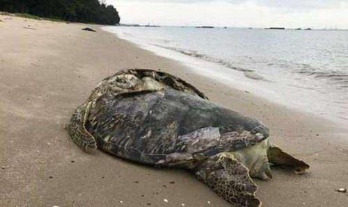小伙在海边发现一只海龟，走近看清它的后背时，真是有点心疼