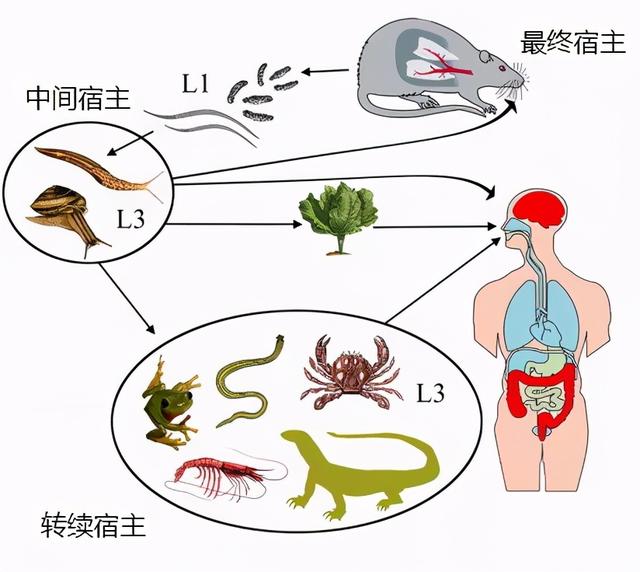 恐怖杀手？人间美味？非洲大蜗牛真假大揭秘