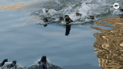 惨烈！新加坡两大水獭家族猛烈激战，水战、陆战、腿打断...