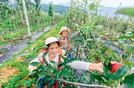 “彝海结盟”看今朝——广东佛山市对口帮扶四川凉山州综述