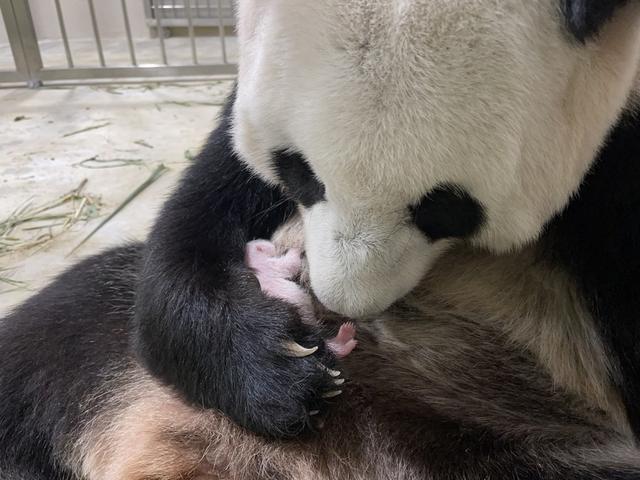 首只在新加坡出生大熊猫确定为雄性