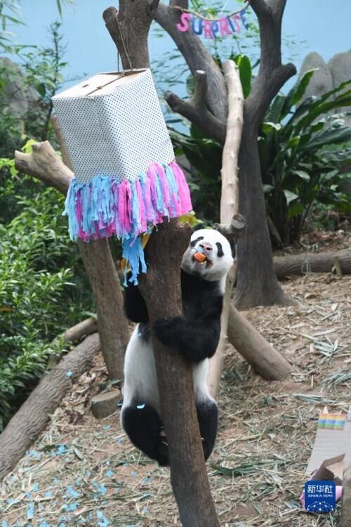 新加坡：为大熊猫“凯凯”庆生 并确定其幼崽为雄性