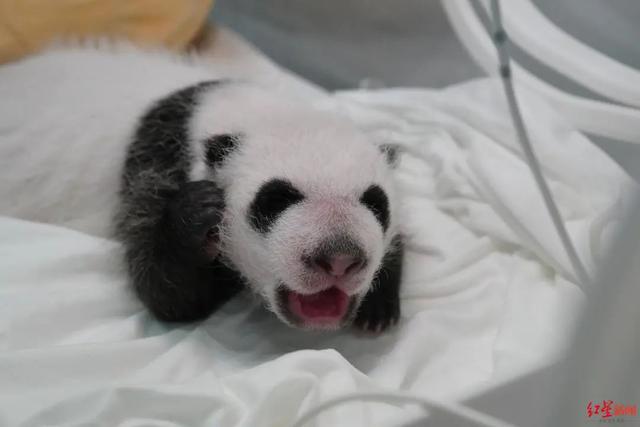 粉嫩！中国大熊猫保护研究中心迎来今年最后一只幼崽