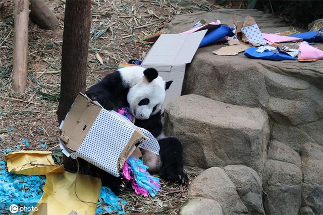 旅居新加坡大熊猫“凯凯”14岁生日 亲手拆礼盒模样萌翻
