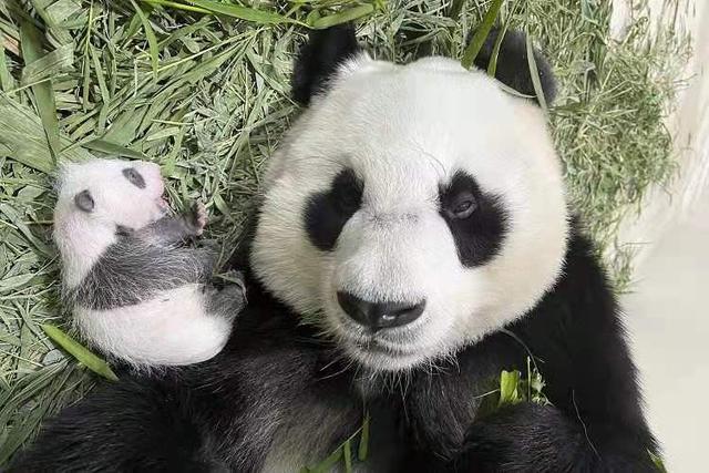 旅新加坡大熊猫幼崽出生，正在征名