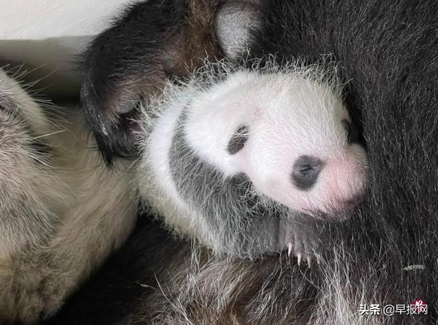 新加坡大熊猫宝宝性别揭晓