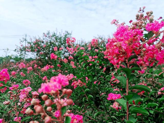 【乡村振兴】花香袅袅，在花龙遇见向往的生活……