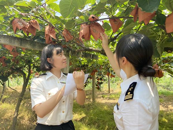 川果走世界！都江堰猕猴桃携手大邑葡萄“果香飘海外”