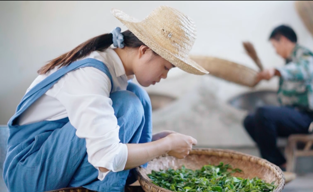 秋风起 白露生，快来喝盏白露茶