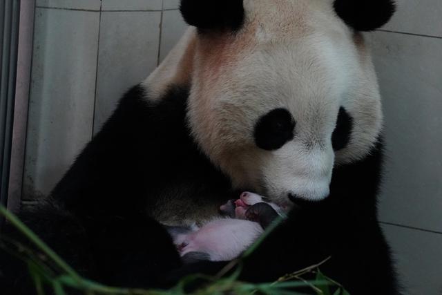 萌翻组图丨中秋节再添一崽，中国大熊猫保护研究中心今年“熊丁兴旺”