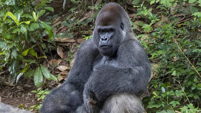 海外疫情早报：美国一动物园13只大猩猩新冠阳性，以色列为第四剂疫苗供应做准备