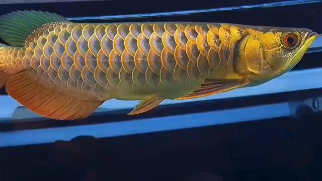 27公分  新加坡古典过背金龙