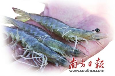 南美白对虾 育种“逆袭”记