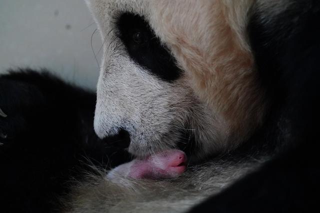 萌翻组图丨中秋节再添一崽，中国大熊猫保护研究中心今年“熊丁兴旺”