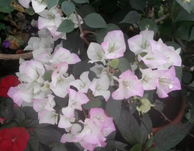 海南省花三角梅欣赏