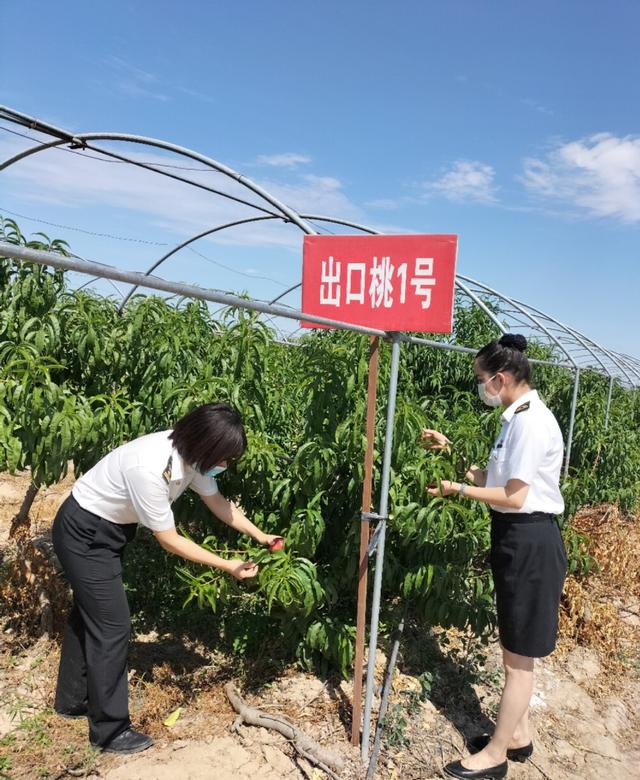 乌昌海关助力新疆吐鲁番瓜果“香飘万里”