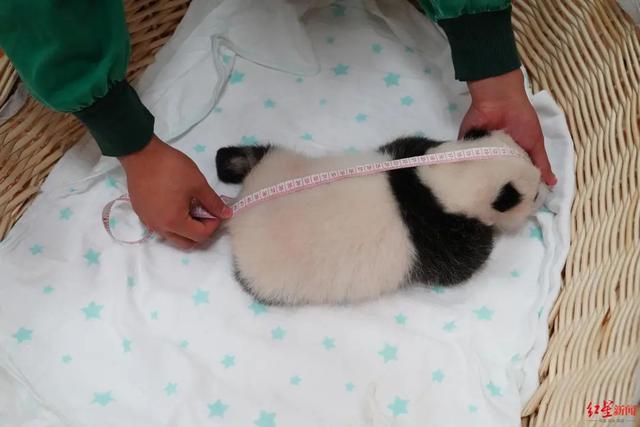 粉嫩！中国大熊猫保护研究中心迎来今年最后一只幼崽
