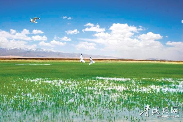 探索西部荒漠化地区生态治理路子