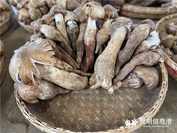 云南野生食用菌资源丰富 产品远销40多个国家和地区