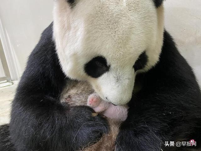 新加坡大熊猫宝宝性别揭晓