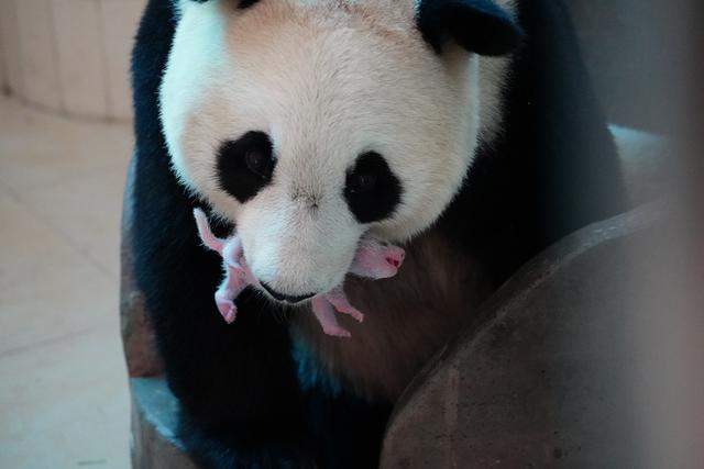 萌翻组图丨中秋节再添一崽，中国大熊猫保护研究中心今年“熊丁兴旺”