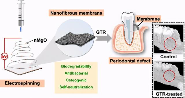 东华大学莫秀梅教授在静电纺生物材料与组织工程领域的研究进展