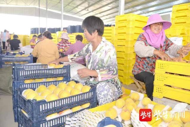 江苏建湖：秋风送五彩 欢笑满田园