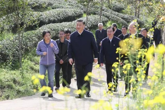 2025年，福建茶产业将会变成这样