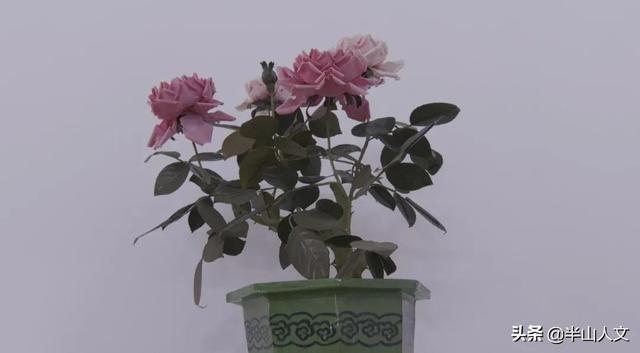 独特的民间工艺，丰顺的这些花能够做到“以假乱真”