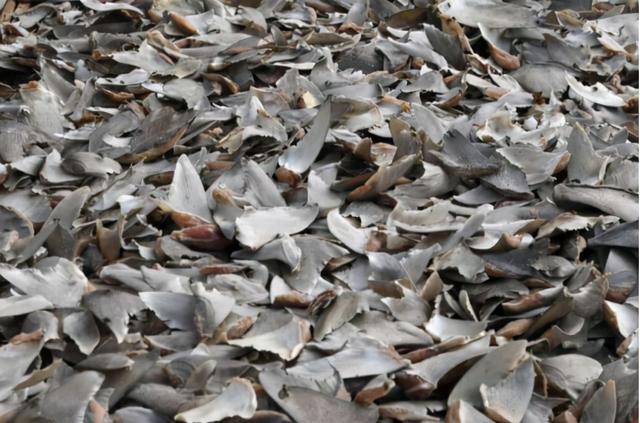 哥伦比亚查获3493个鱼翅，近千条鲨鱼被“活割”，鱼翅真的营养？