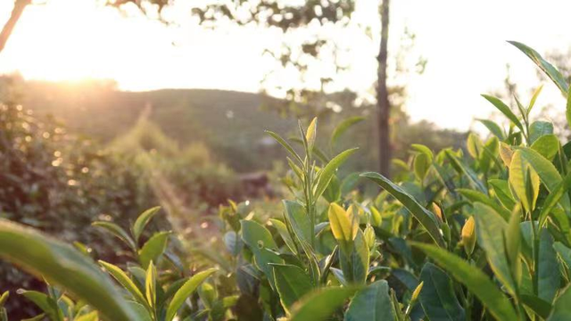 秋风起 白露生，快来喝盏白露茶