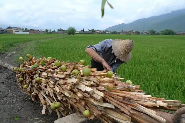 「实至名归」2021 第九届大理国际影会“金翅鸟大奖颁奖典礼”获奖名单公布