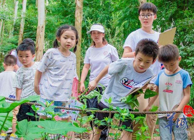 增城中新镇：现代农业+自然科普+农旅，助力乡村振兴