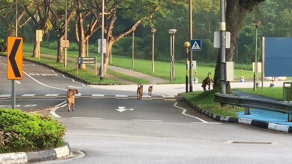 新加坡街头幸福的流浪狗