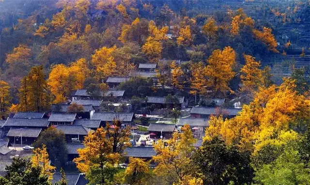 妥乐古银杏景区：弦弓合奏出的一方天堂