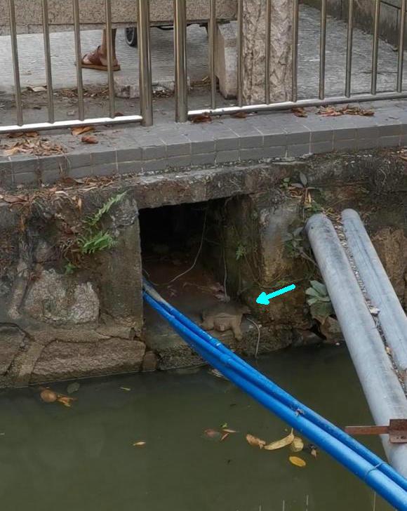广州生态变好？5斤大甲鱼在城市排水口筑巢，钓鱼人：经常看到它