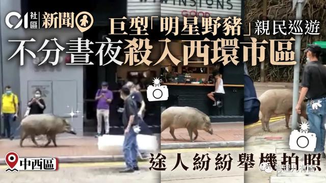 香港垄断资本与野猪佩奇爱自由