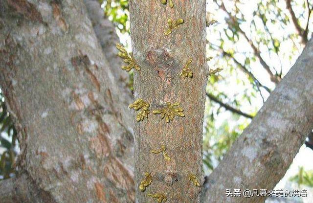 从开花到结果完美展现榴莲成长的全过程，看完你还觉得榴莲贵吗？